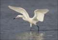 Florida;Southeast-USA;Reddish-Egret;White-Morph;Foraging;Egretta-rufescens;feedi